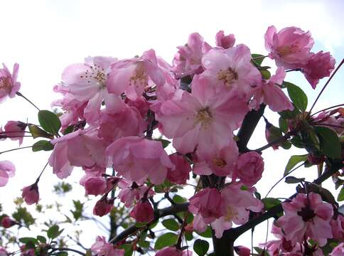 Image of Adirondack Crabapple