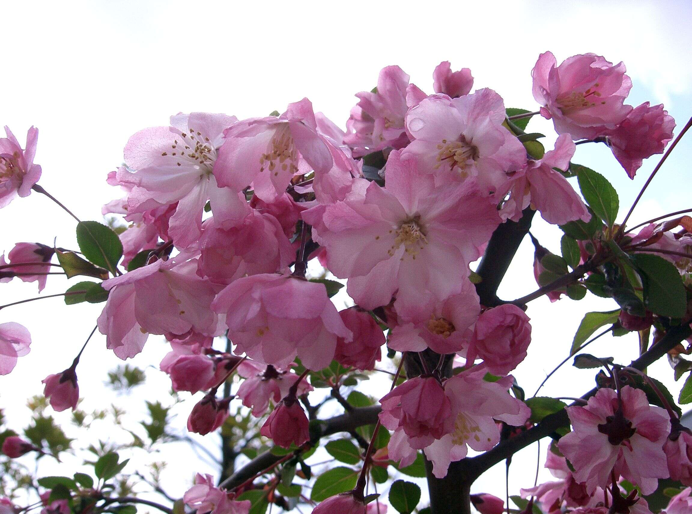 Слика од Malus halliana Koehne