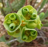 Image of Wood Spurge