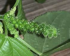 Image of Cuban copperleaf