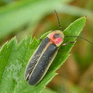 Image of common eastern firefly