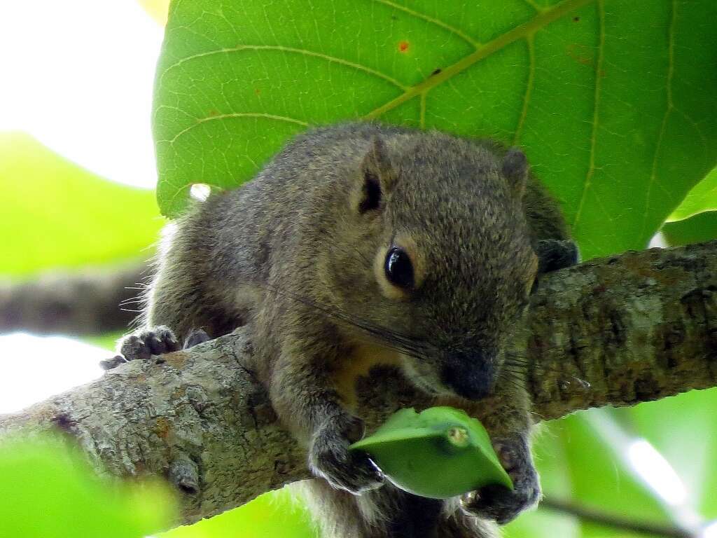 Image of Plantain Squirrel