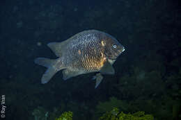 Image of New Zealand black angelfish