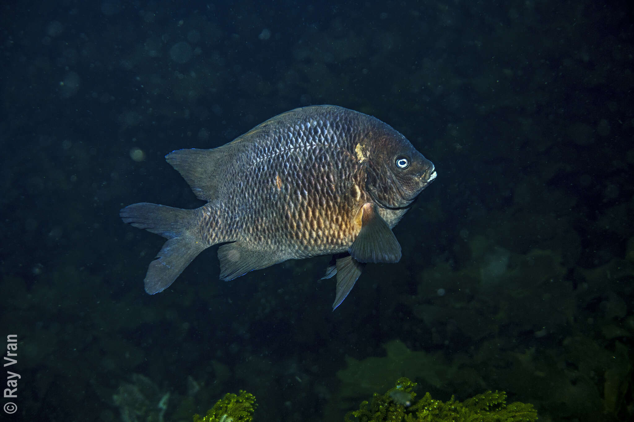 Image of New Zealand black angelfish