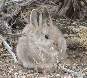 Image of pygmy rabbit