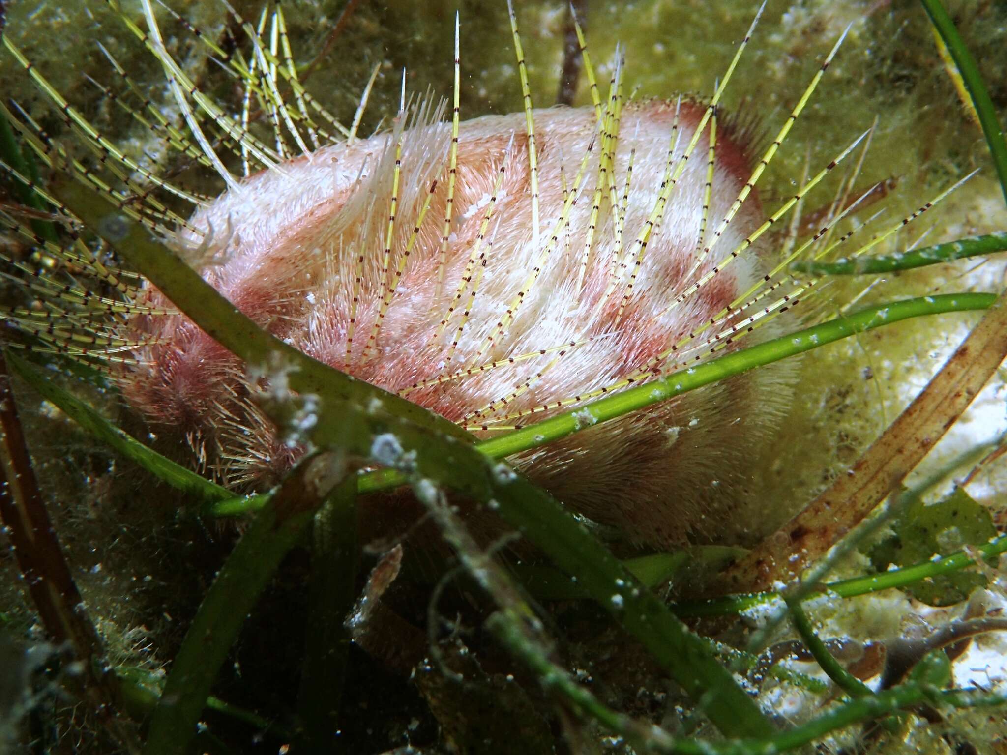 Image of Lovenia elongata (Gray 1845)