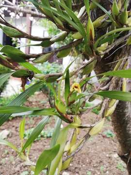 Image of Maxillaria variabilis Bateman ex Lindl.