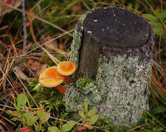 Image of Hygrophoropsis aurantiaca (Wulfen) Maire 1921