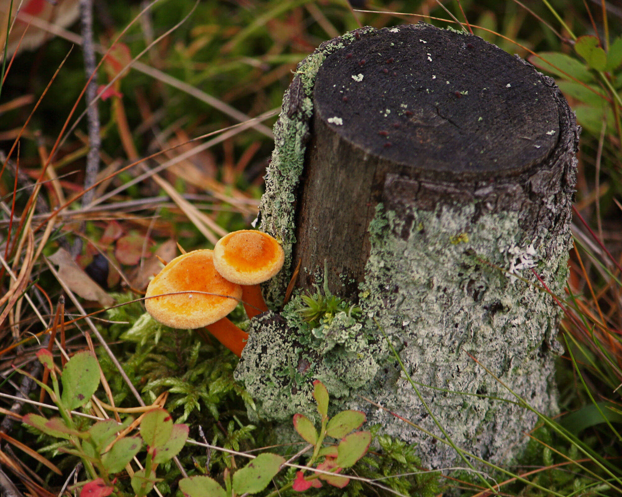 Imagem de Hygrophoropsis aurantiaca (Wulfen) Maire 1921