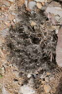 Sivun Pallenis maritima subsp. maritima kuva