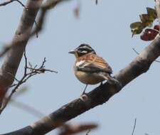 Image of African Golden-breasted Bunting