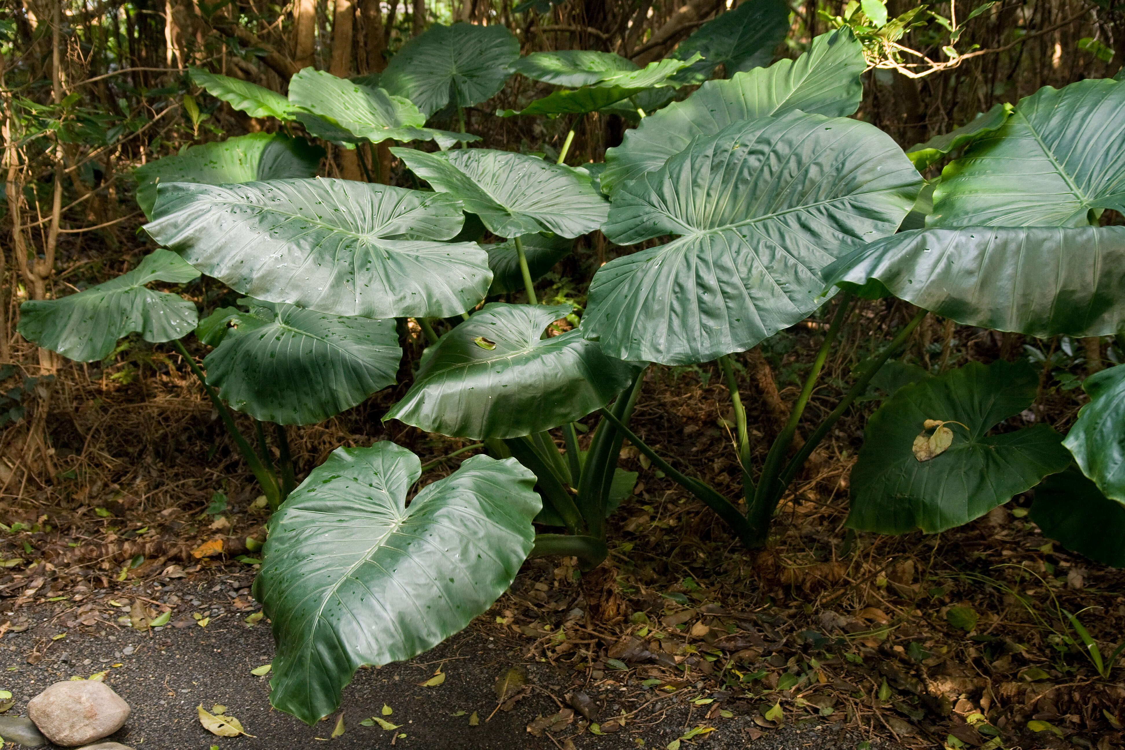 Image of Asian taro