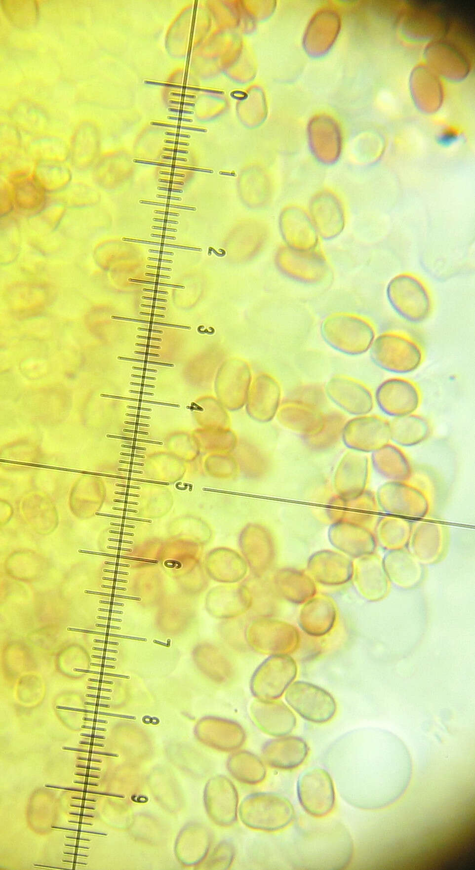 صورة Hygrophoropsis rufa (D. A. Reid) Knudsen 2008