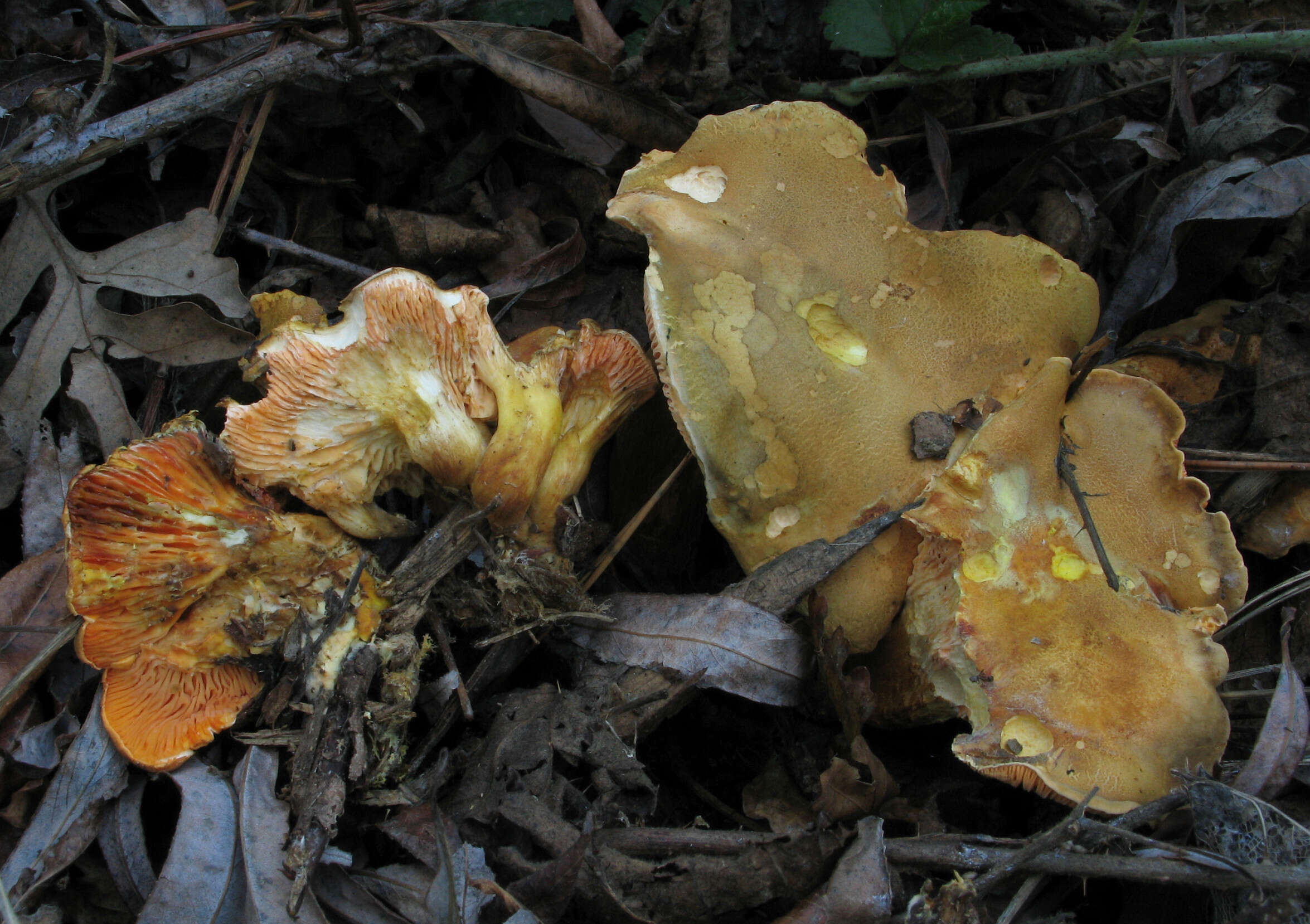 صورة Hygrophoropsis rufa (D. A. Reid) Knudsen 2008