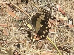 Image of Lime butterfly