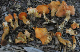 Image of Hygrophoropsis rufa (D. A. Reid) Knudsen 2008