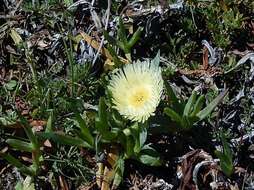 Image of Carpobrotus edulis subsp. edulis