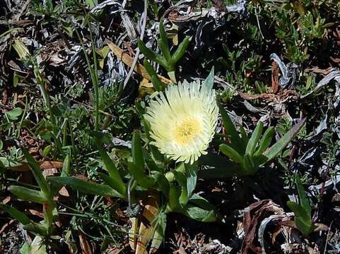 Слика од Carpobrotus edulis subsp. edulis