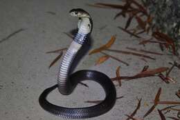 Image of Chinese Cobra