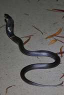 Image of Chinese Cobra