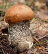 Image of Leccinum versipelle (Fr. & Hök) Snell 1944