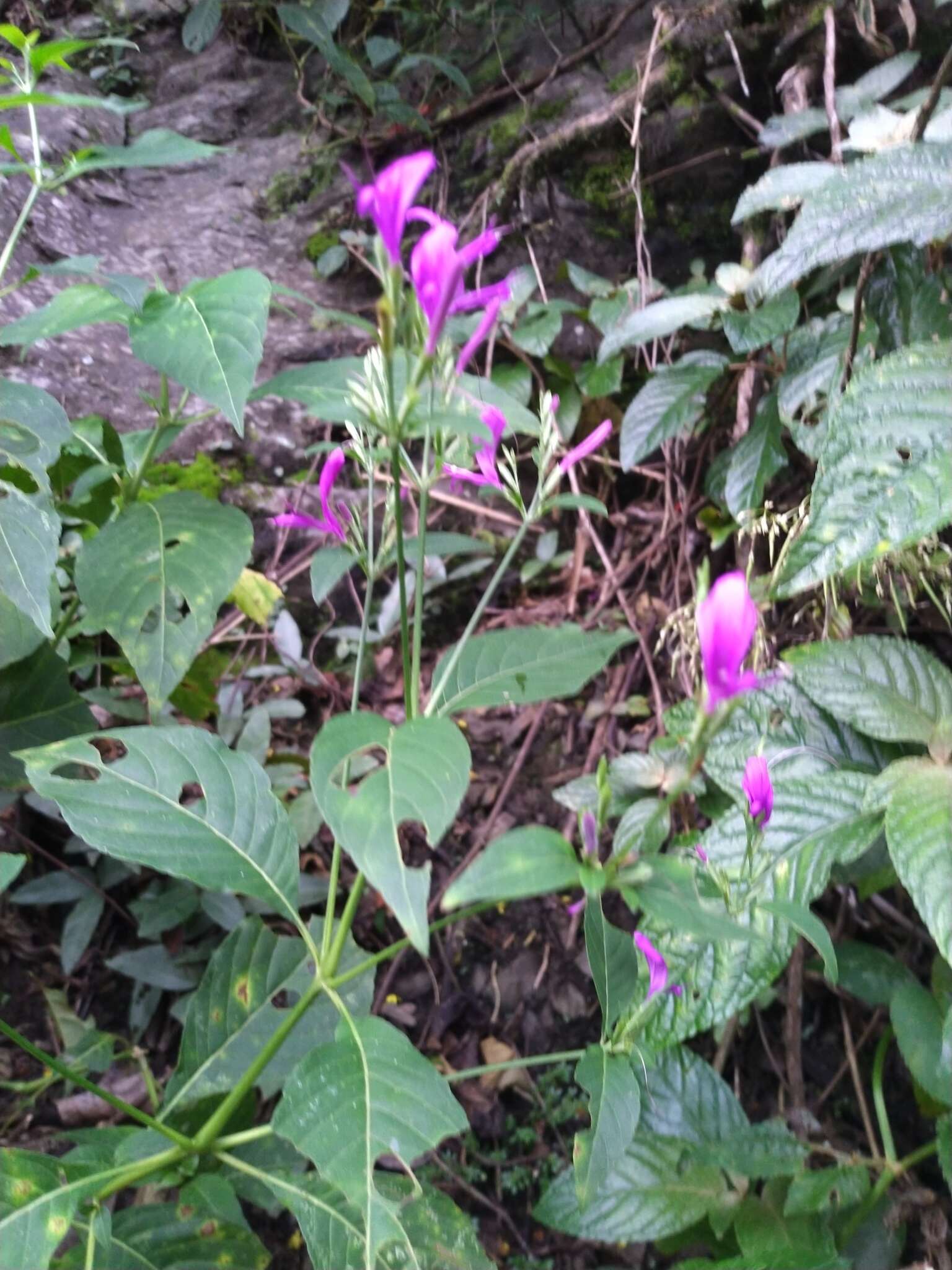 Image of Hypoestes purpurea (L.) R. Br.