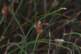 Image de Lepidobolus preissianus Nees