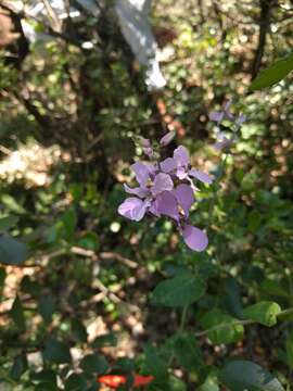 Image of bracted jewelflower