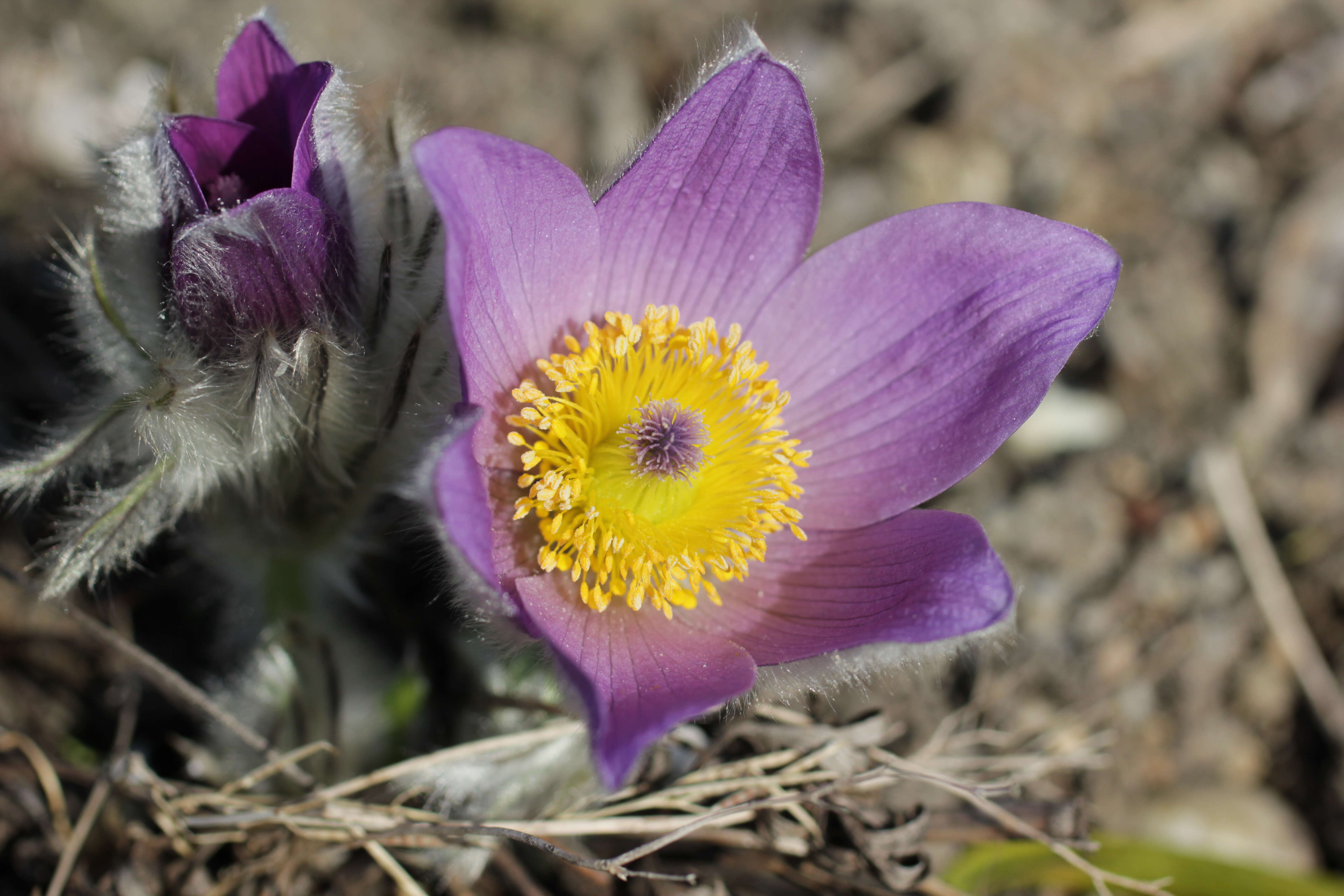 Image of Greater Pasque Flower