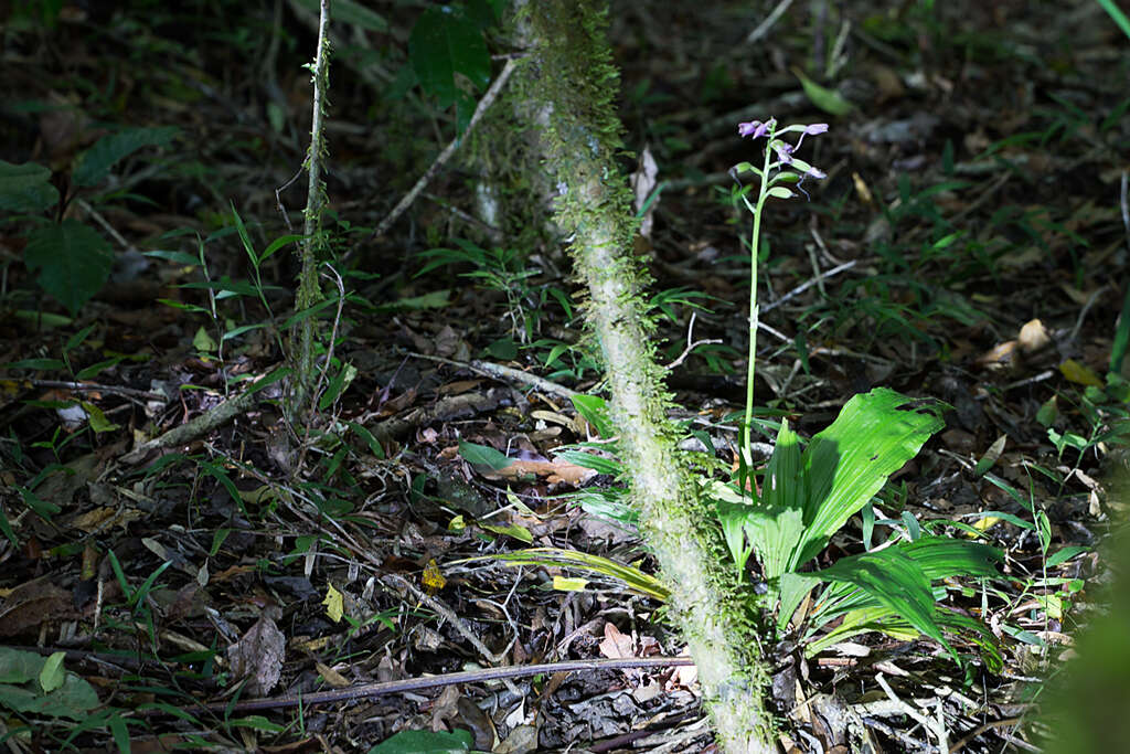 Image of Calanthe sylvatica (Thouars) Lindl.