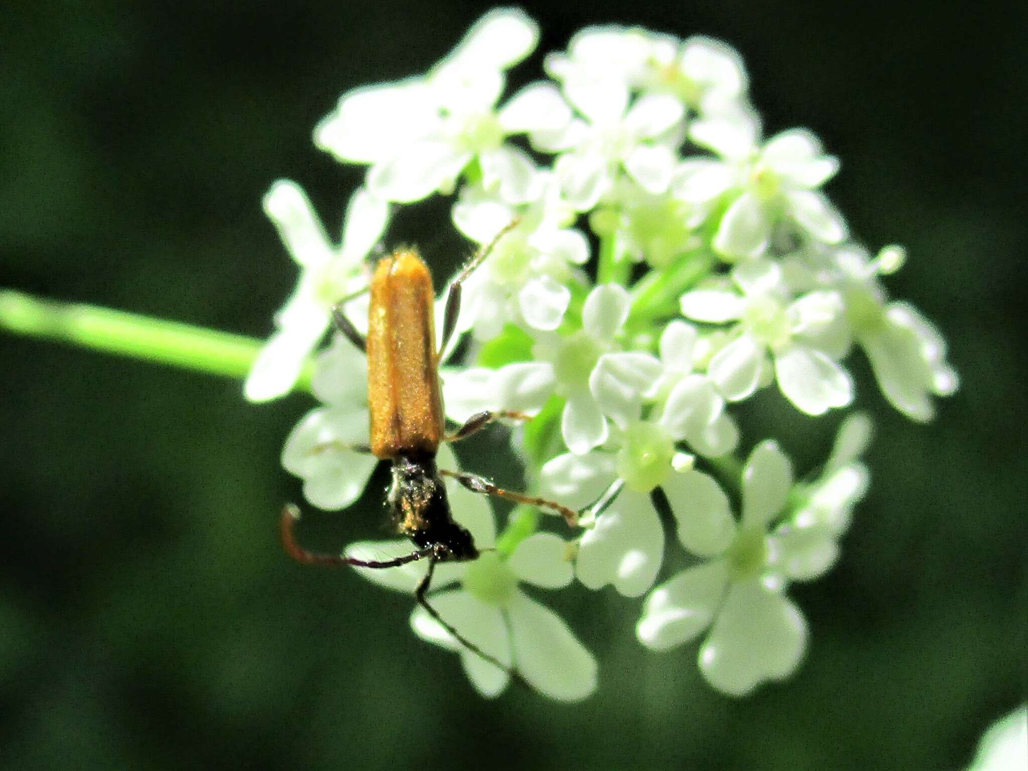 Image of Stenhomalus (Obriopsis) bicolor (Kraatz 1862)