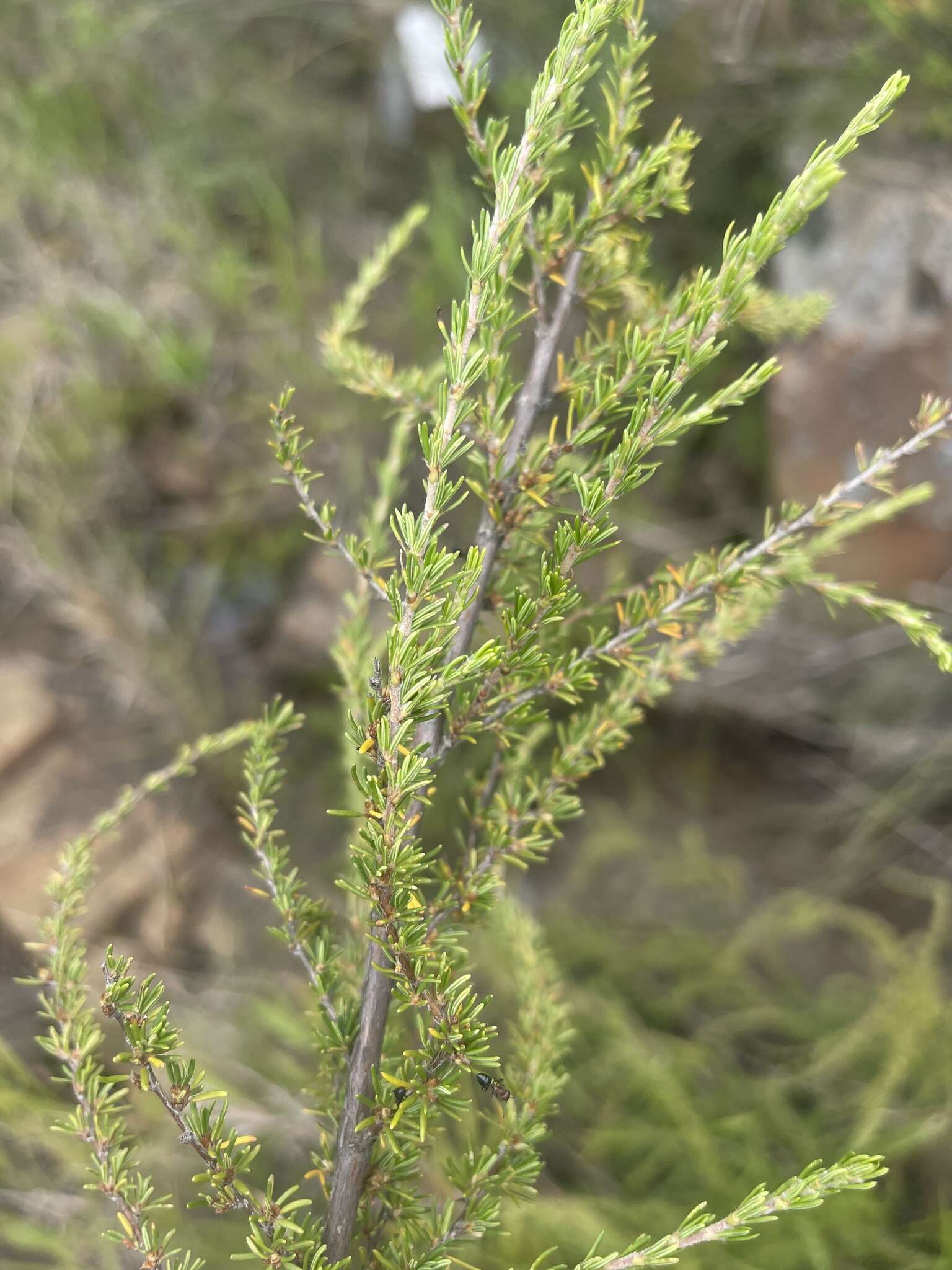 Image of Cliffortia linearifolia Eckl. & Zeyh.