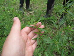 Image of Pycnanthemum torreyi Benth.