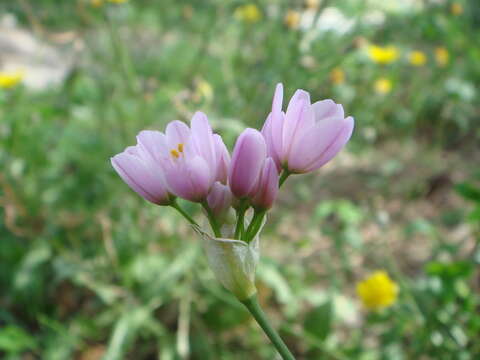 Image of Allium roseum L.