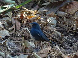 Image of White-bellied Redstart