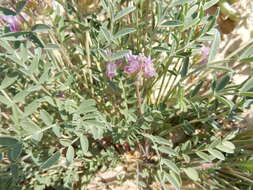 Imagem de Astragalus lotiflorus Hook.