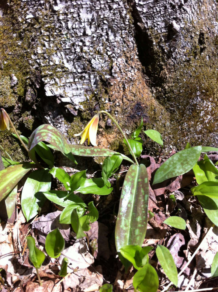 Image of dogtooth violet