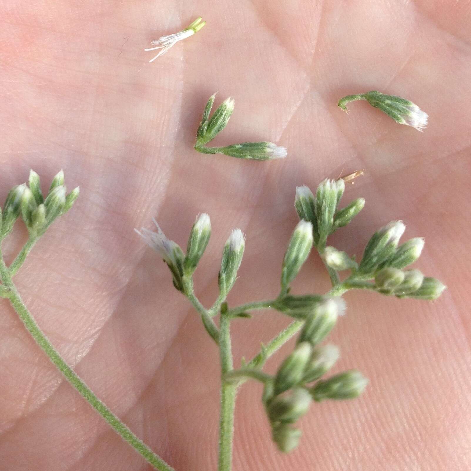 Image of rough boneset