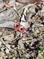 Caladenia cairnsiana F. Muell. resmi