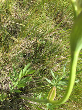 Image of Swamp Whiteheads