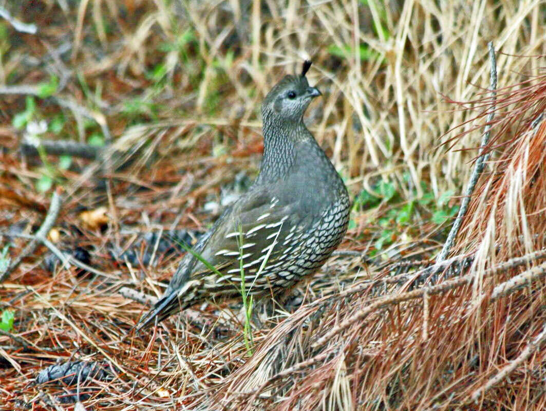 Слика од Callipepla Wagler 1832