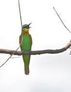 Image of Blue-cheeked Bee-eater