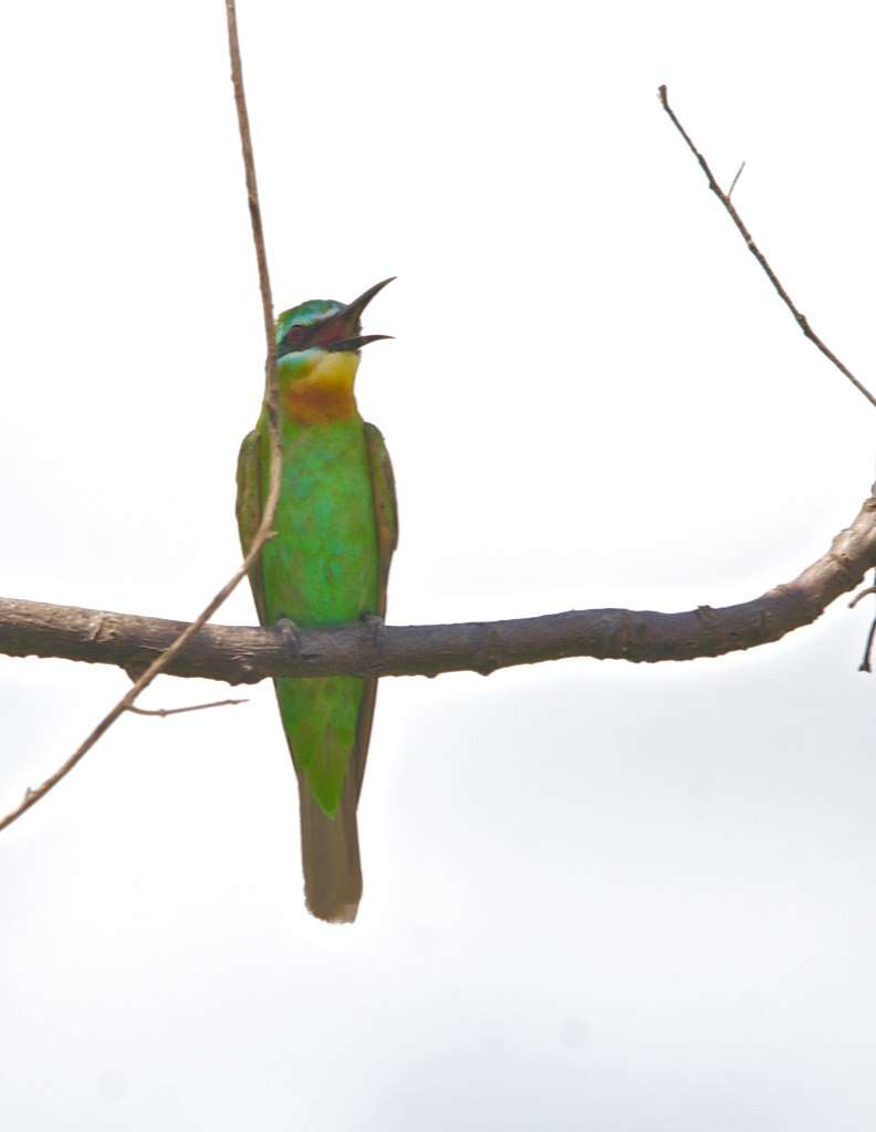 Image of Blue-cheeked Bee-eater