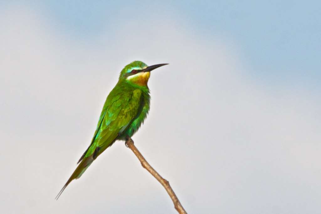 Image of Blue-cheeked Bee-eater