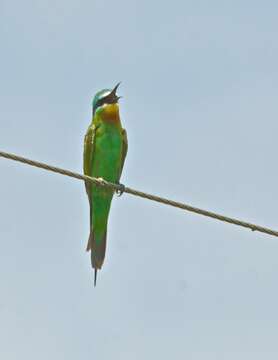 Image of Blue-cheeked Bee-eater