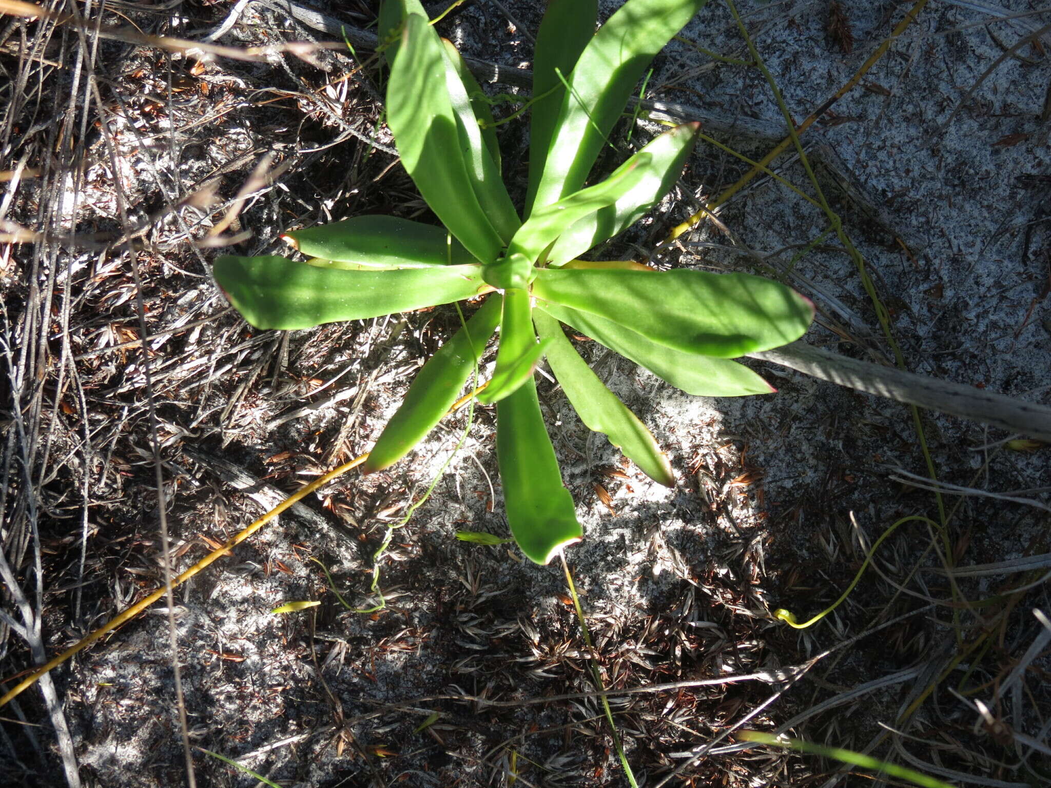 Image of Skiatophytum skiatophytoides (Leistn.) Klak