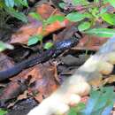 Image of Golden Spitting Cobra