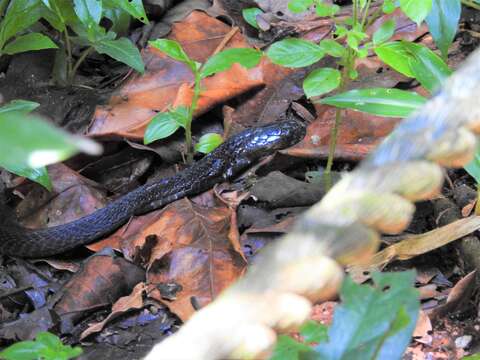 Image of Golden Spitting Cobra