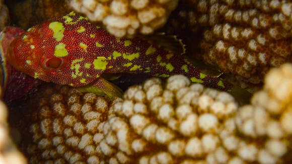 Image of Coral scorpionfish