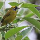 Image of Yellow-eared Bulbul